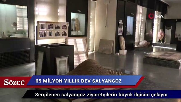 Adıyaman’da bulundu: 65 milyon yıllık dev salyangoz