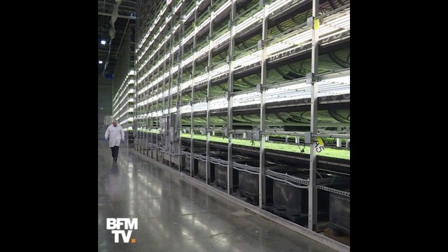 Sans terre et sans soleil, voilà comment poussent ces salades high-tech à New York