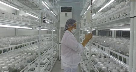 Yalova'da Kurulan Orkide Üretim Merkeziyle Yıllık 15 Milyon Euro Ülkede Kaldı