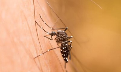 Beragam Upaya Dilakukan Antisipasi Penyebaran DBD