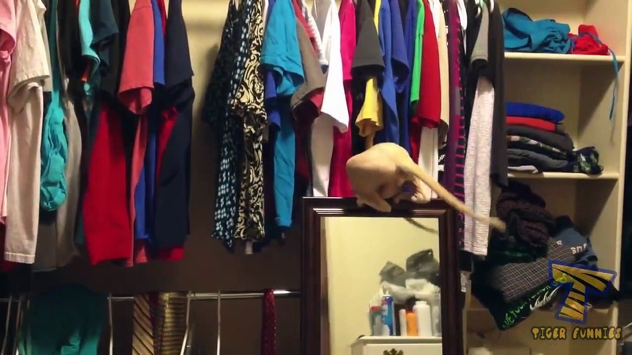 Angry and Happy Cats Show Off Their Talents