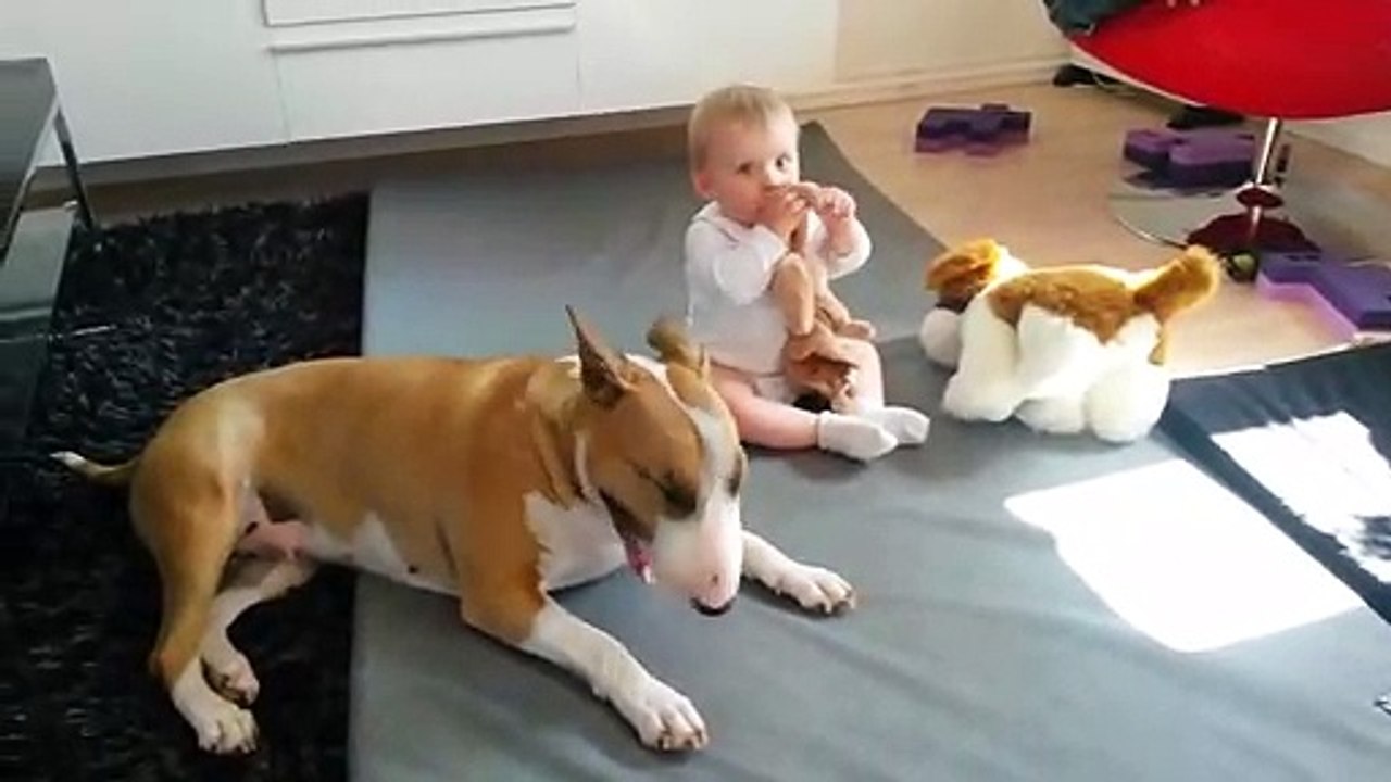 Funny Cats and Dogs Displays Great Maturity and Care