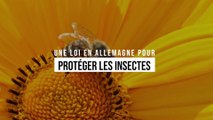 Une loi en Allemagne pour protéger les insectes