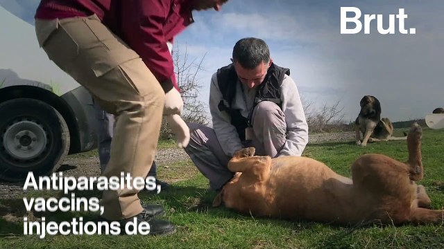 À Istanbul, la ville prend soin des chats et chiens errants