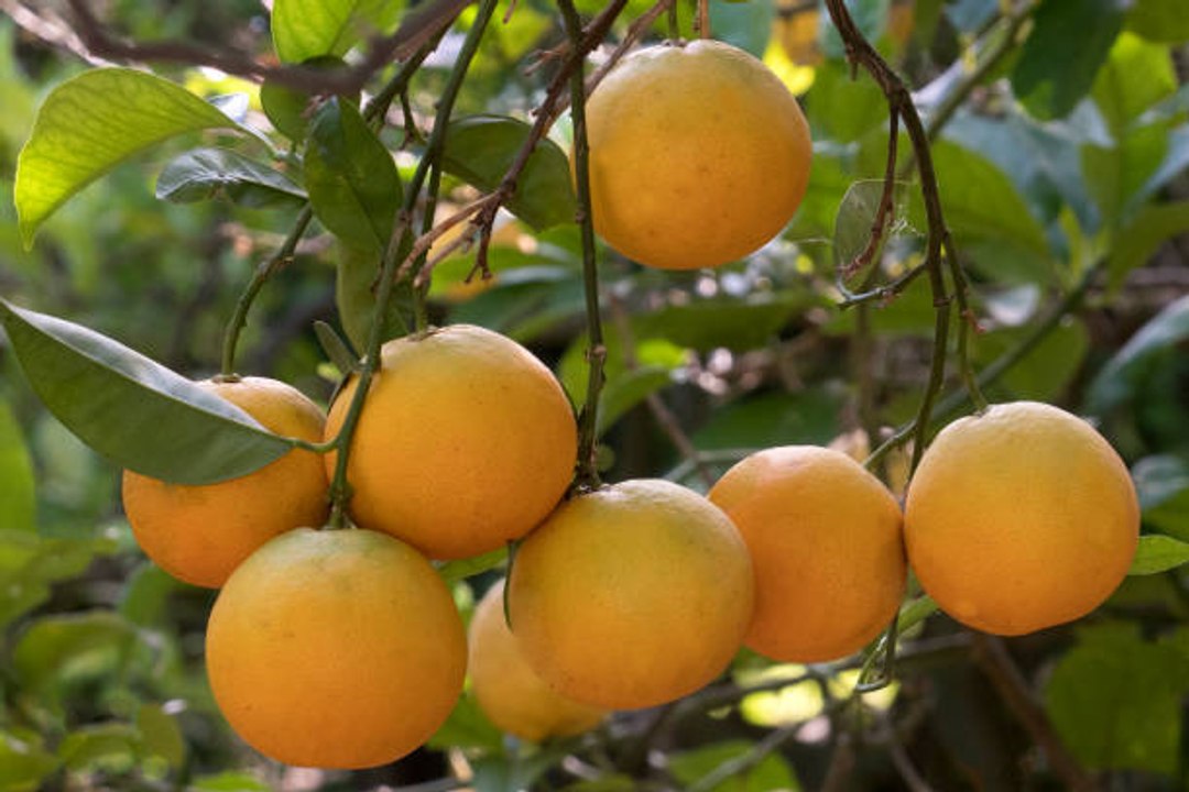 Lebensmittel, die dich mit Vitamin C versorgen