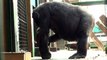 Gypsy premier bébé gorille né depuis dix ans au parc zoologique de Saint-Martin-la-Plaine (Loire)