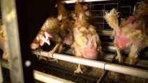 Stomy Bugsy s’infiltre dans un élevage de poules en cage pour dénoncer leurs conditions de vie