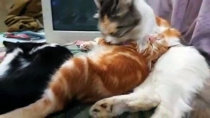 Baby Brown Cat Enjoys Mom Mouth Shower