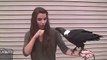 Ravens can Talk - Animal Video 2019