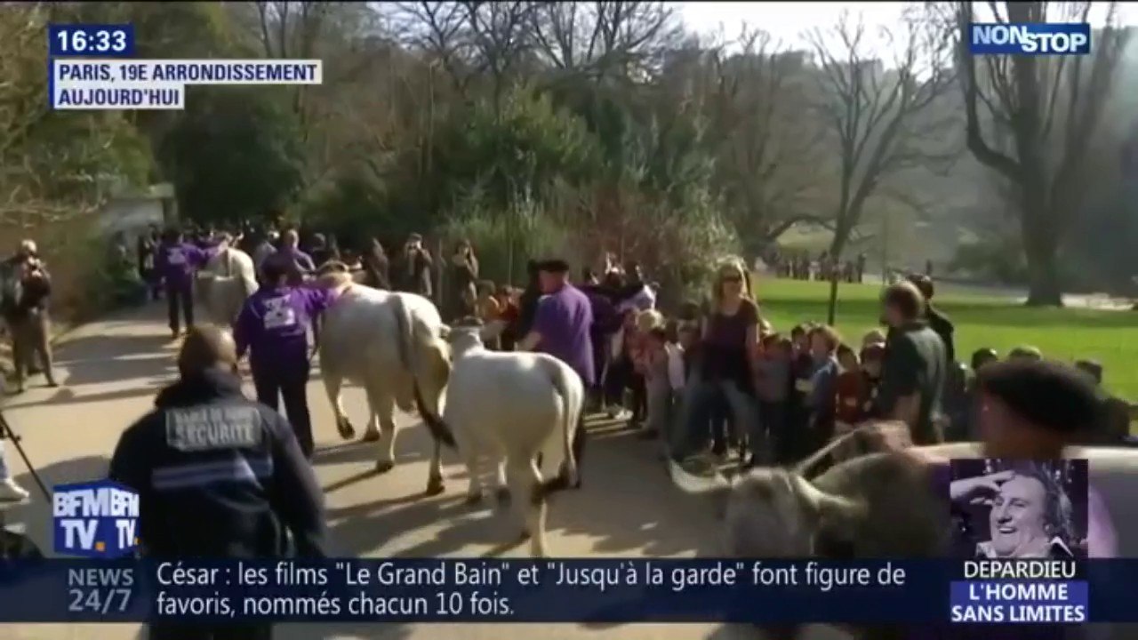Ces images insolites de bovins et de moutons traversant les Buttes-Chaumont à Paris