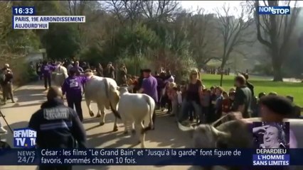 Ces images insolites de bovins et de moutons traversant les Buttes-Chaumont à Paris