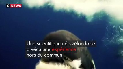 Une orque voulait partager son repas avec une plongeuse au large des côtes néo-zélandaises