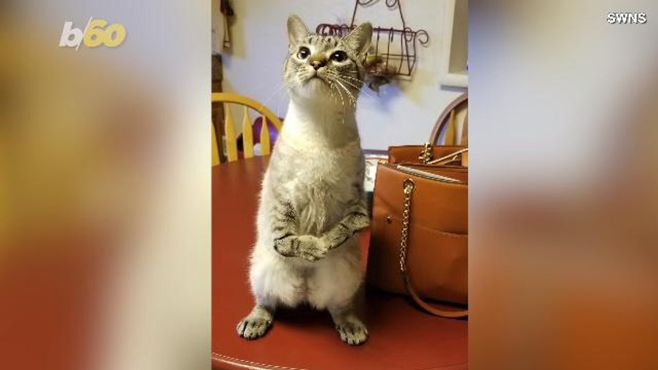 Cuddly Kitty with Rare Bone Deformity Walks Aro...