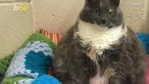 Tubby Cat Returned to Shelter Four Times Finally Finds New Home