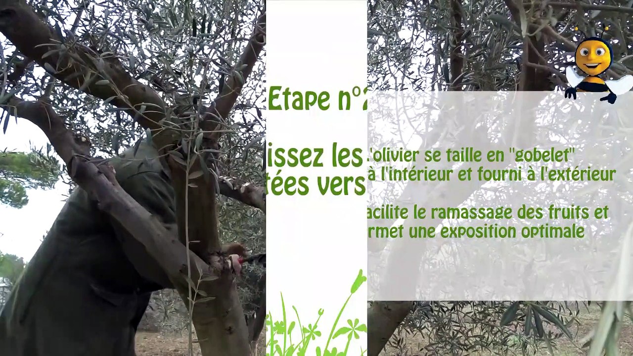 Comment bien tailler un olivier ?
