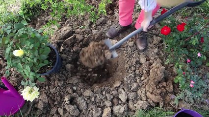 Comment s'y prendre pour planter un rosier ?