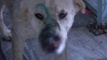 Gaziantep Yaralı Köpeklere Sahip Çıktılar
