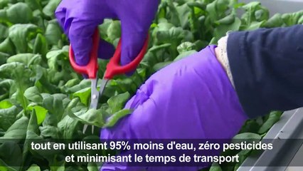 A New York, les salades high-tech des fermes verticales
