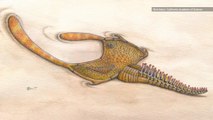 Mystery Creature ID'd From Newly-Discovered Gut Fossils