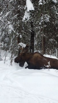 Moose Munching in Severe Snow