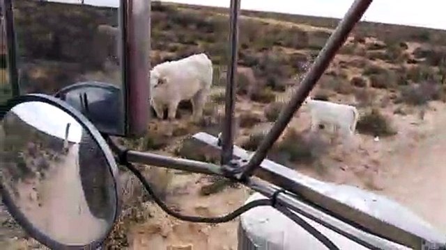 Cute Cows Cause Slow Commute