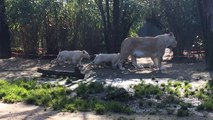 Première sortie pour les lionceaux du zoo