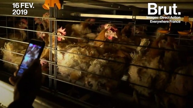 Ce n'est pas de l’élevage, c'est l'enfer : le rappeur Stomy Bugsy s'introduit dans un élevage de poules en batterie