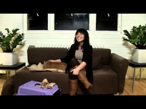 Spécial Gros: Le plus gros chat au Québec - les auditions