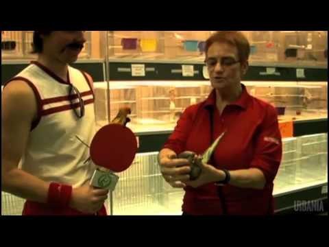 Ping Pong Stars: Bête pas bête plus is back!