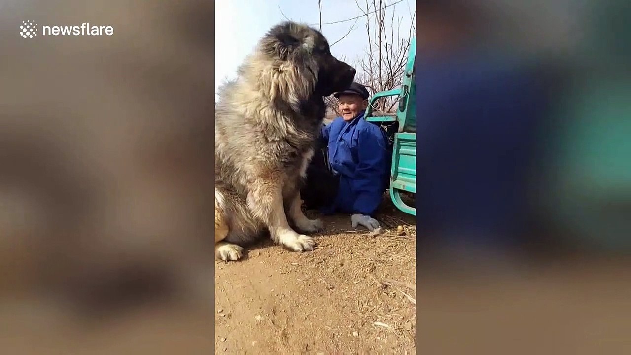 Just a man chilling with his giant Caucasian Shepherd Dog in China's Hebei