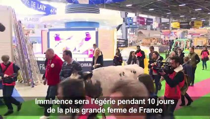 "Imminence" la vache star du Salon de l'agriculture