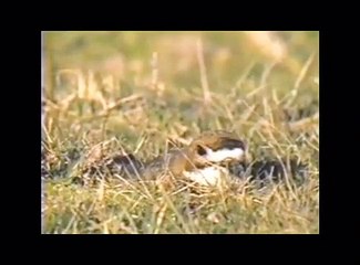 BU KUS OYLE BIR NUMARA YAPIYOR KI! INSANI BILE KANDIRIYOR!