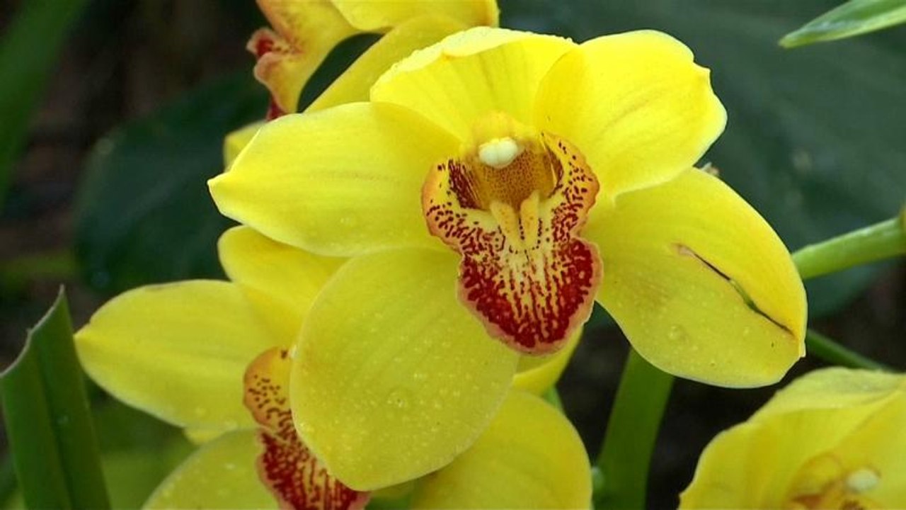 Orchideenmeer im Botanischen Garten von New York