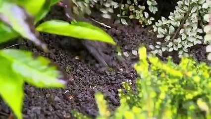 The Nightmare Neighbour Next Door S03E04