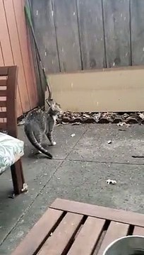Perdu, ce chat essaye d'attraper la neige !