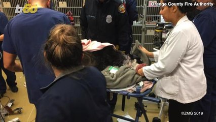 Firefighters Rescue Dog Who Got Its Head Stuck In A Tire