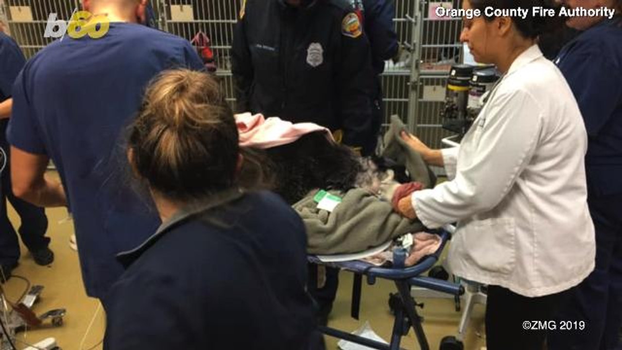 Firefighters Rescue Dog Who Got Its Head Stuck In A Tire