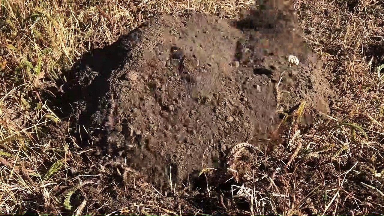 Armadillo Digging in the Dirt