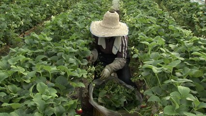 농가소득 5천만 원 달성, "농촌에 희망이 있다" / YTN