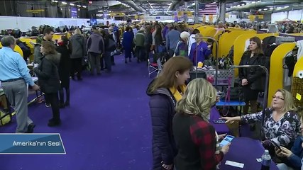 New York'ta Köpek Yarışmasına Büyük İlgi