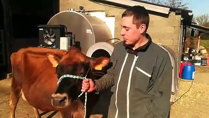 Marc Popot présente sa vache, Mimosa, avant son départ pour le Salon de l'Agriculture