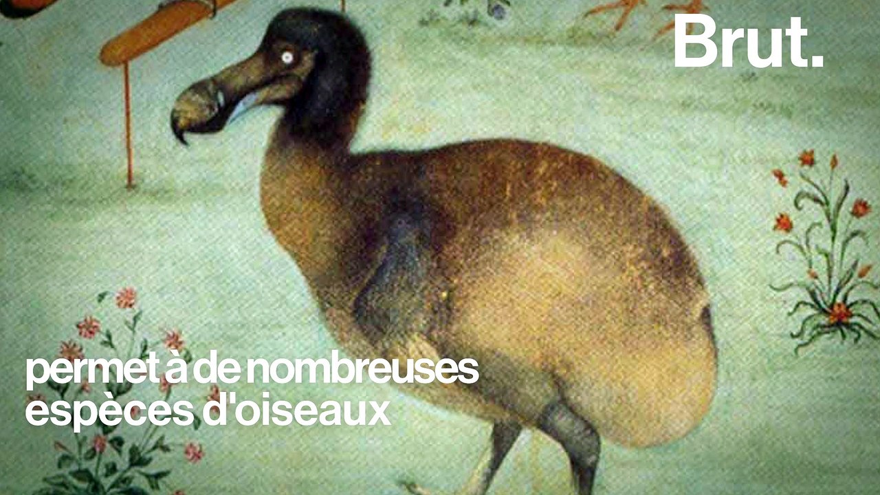 Pourquoi le dodo a disparu