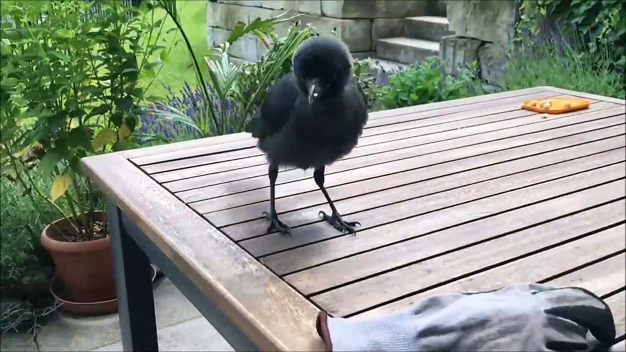 Cette corneille sauvage n'est pas si sauvage que ça... Adorable