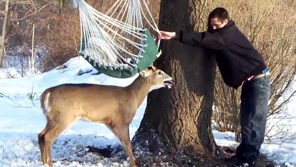 Il trouve un cerf coincé dans un hamac