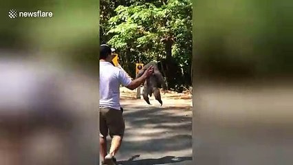 Sloth needs a lift from passing driver to help cross the road