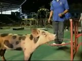 Cuatro cerdos amaestrados, estrellas de un zoo de Tailandia