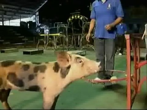 Cuatro cerdos amaestrados, estrellas de un zoo de Tailandia