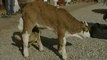 Nace en Alemania un ternero con seis patas