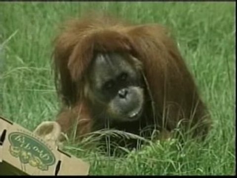 Muere el orangután más viejo del mundo