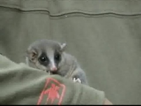 Científicos descubren una nueva especie de zarigüeya pigmea